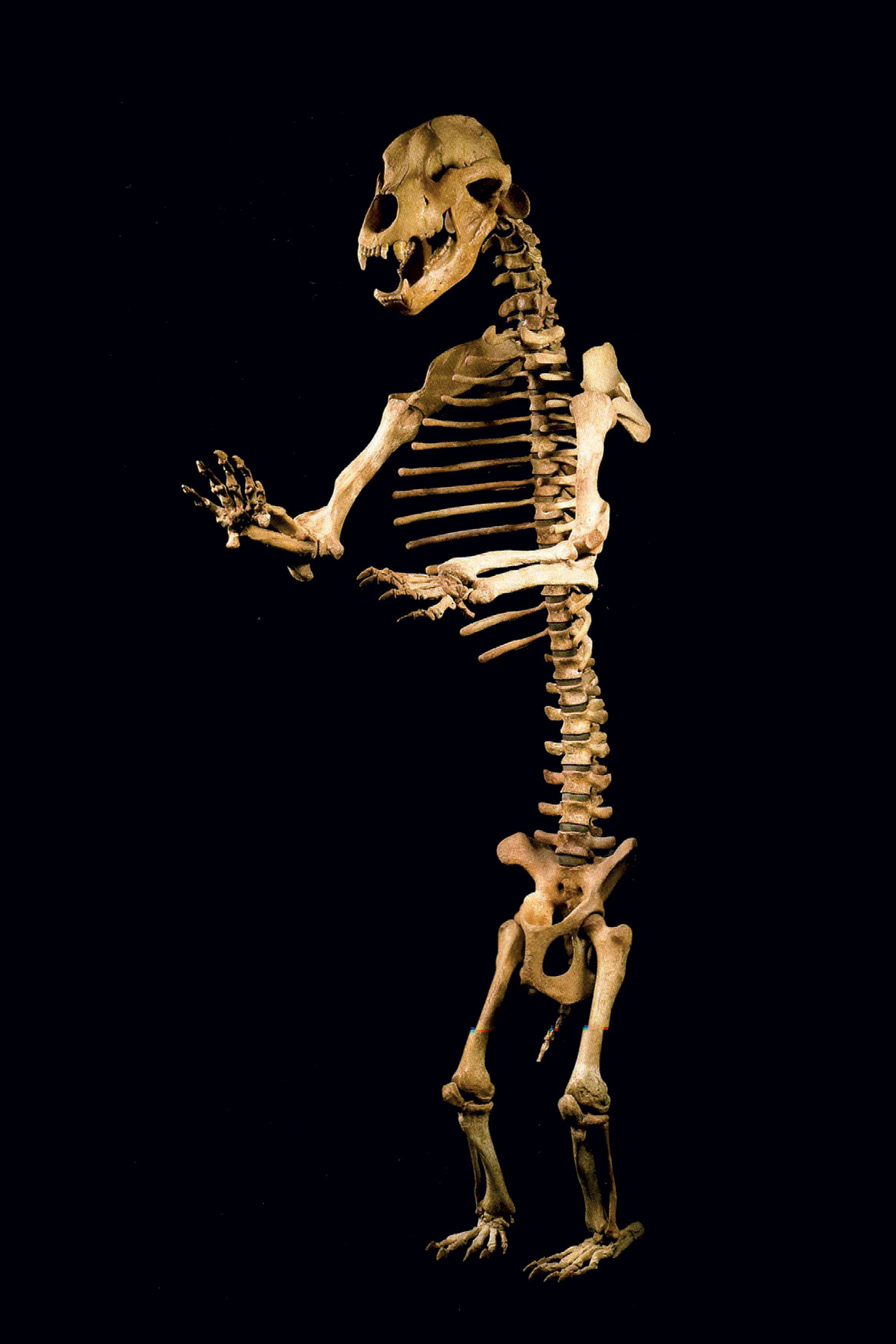 Cave Bear #1