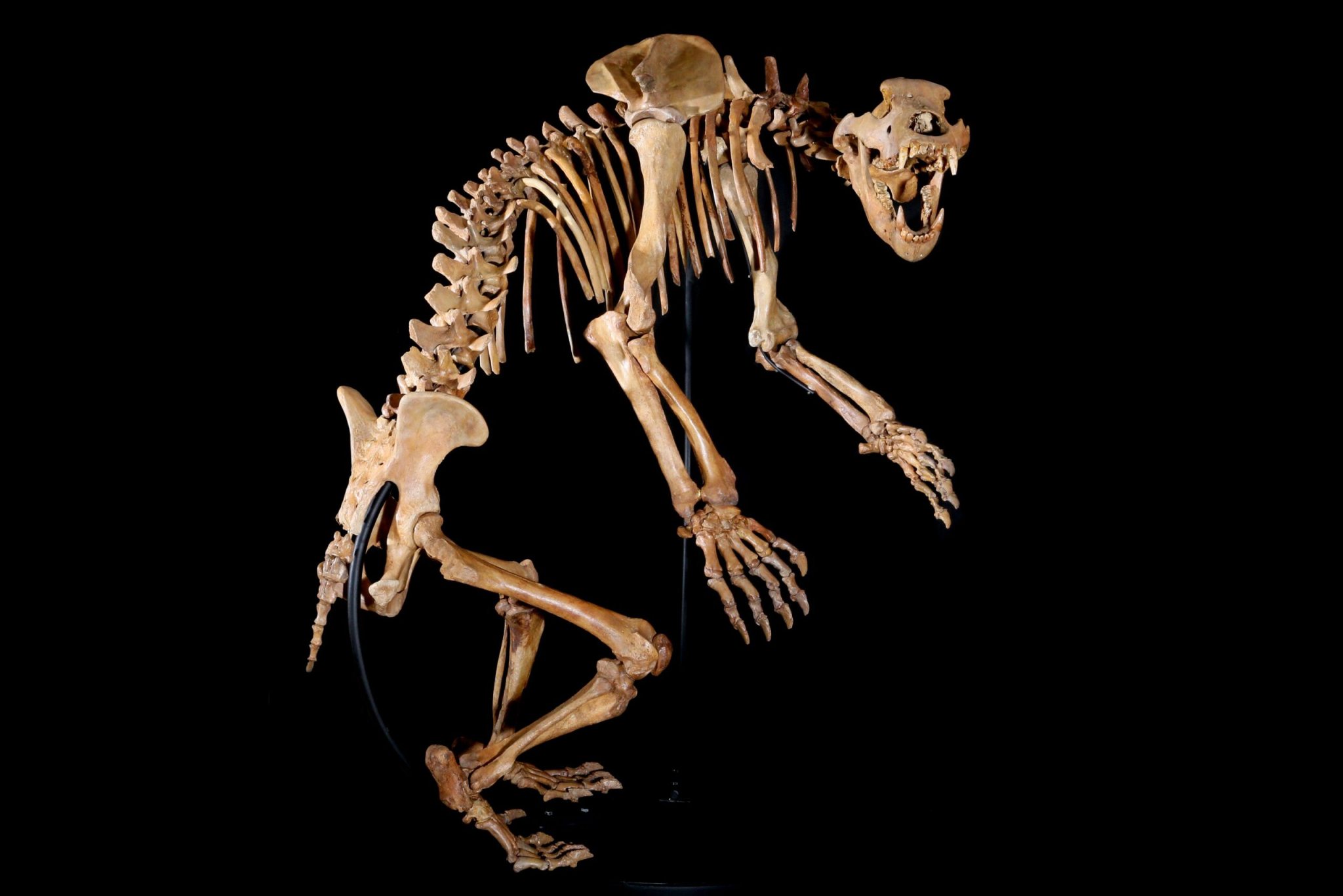 Cave Bear #2