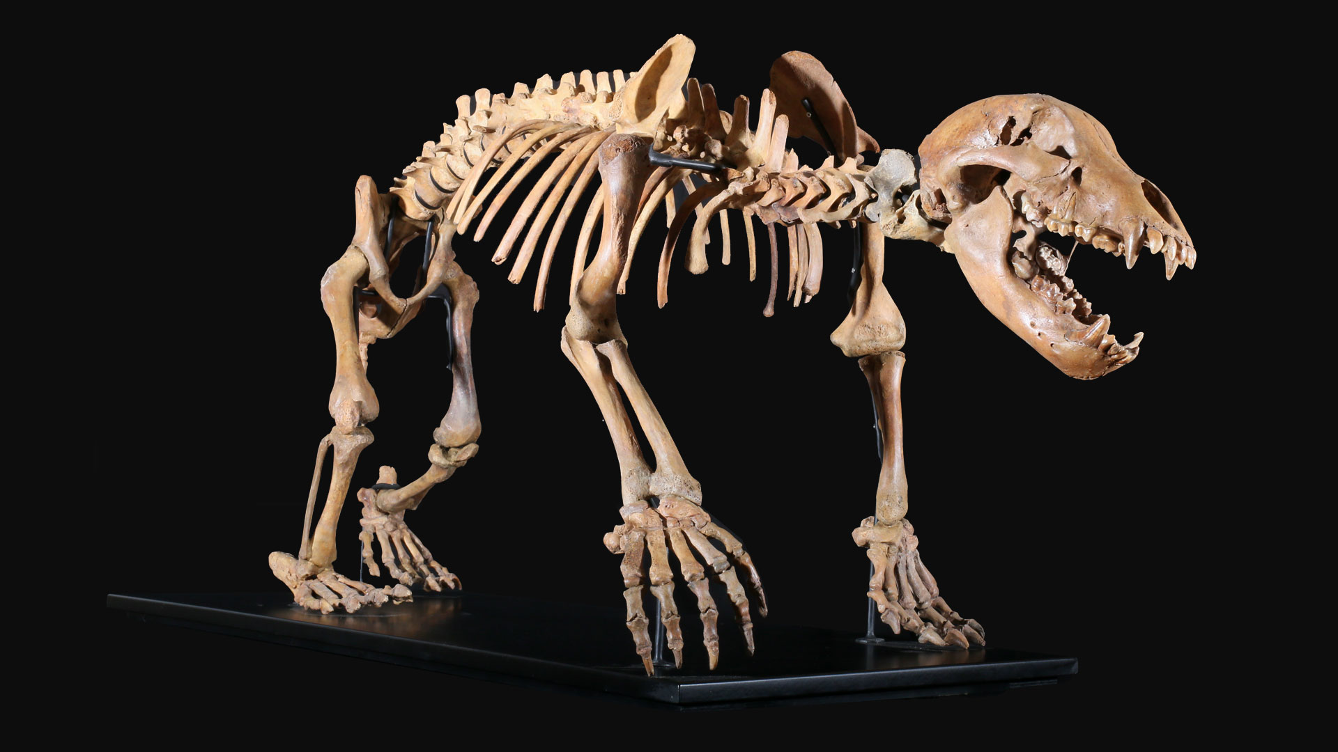 Cave Bear #3
