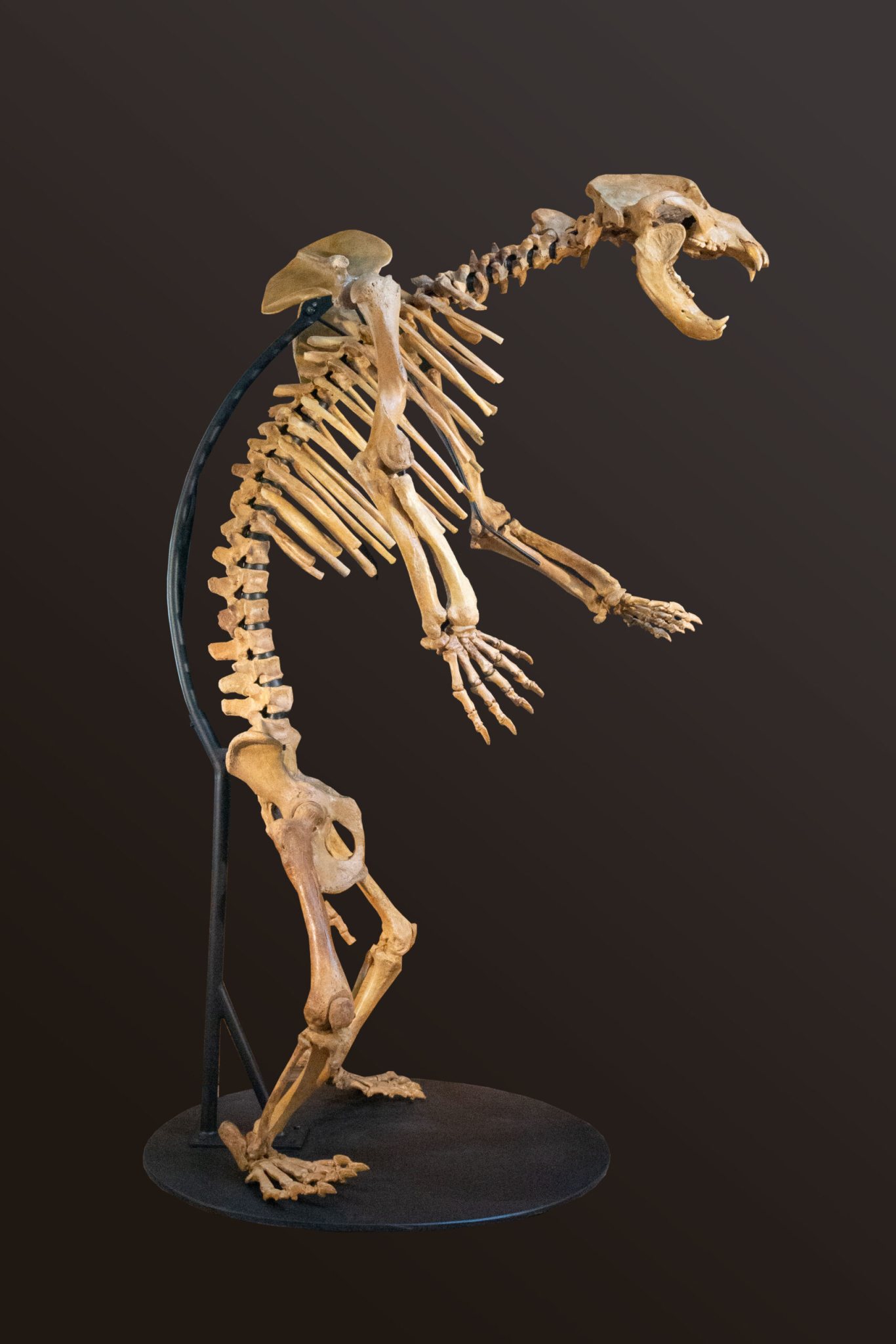 Cave Bear #4 — mounted skeleton standing upright