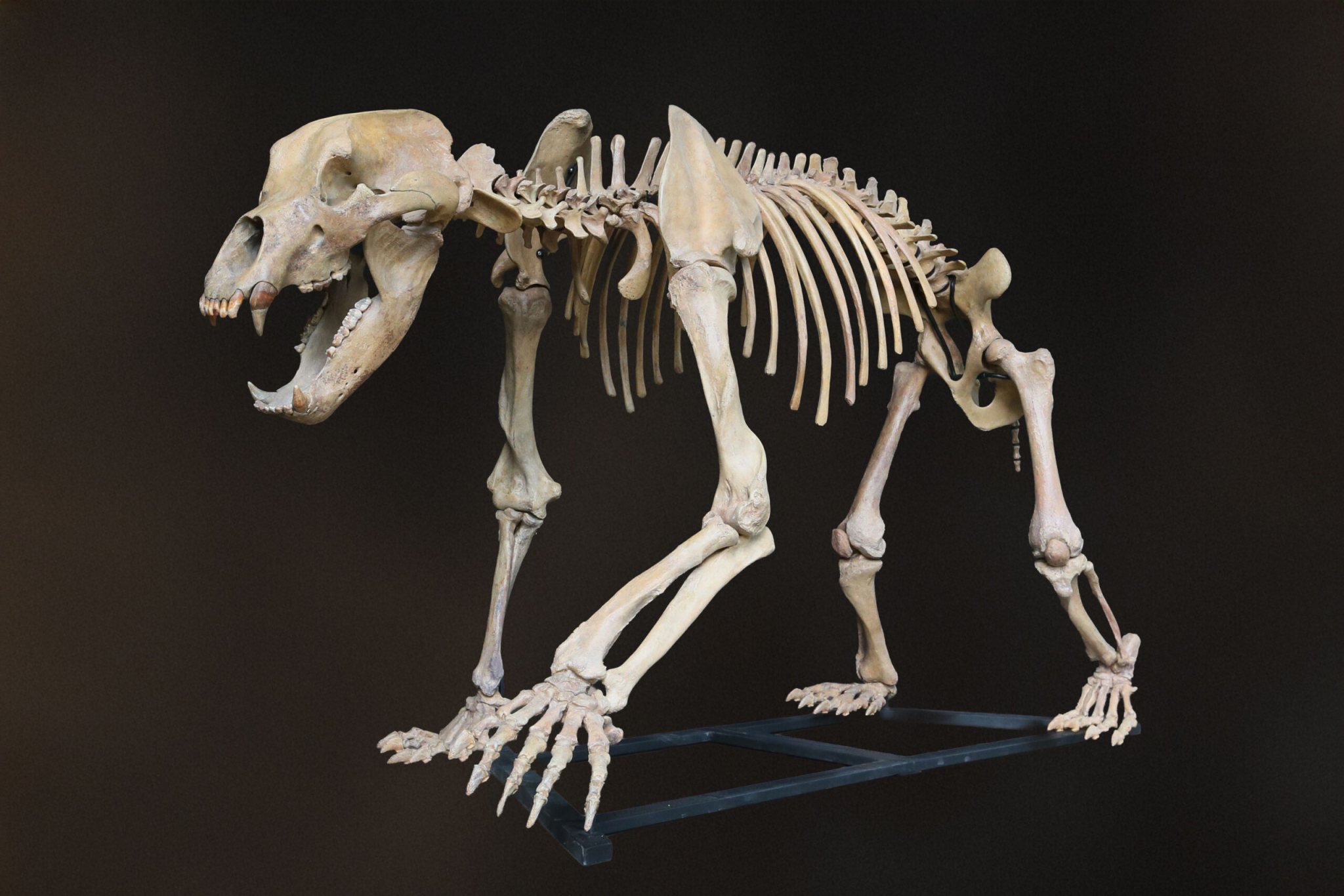 Cave Bear #5