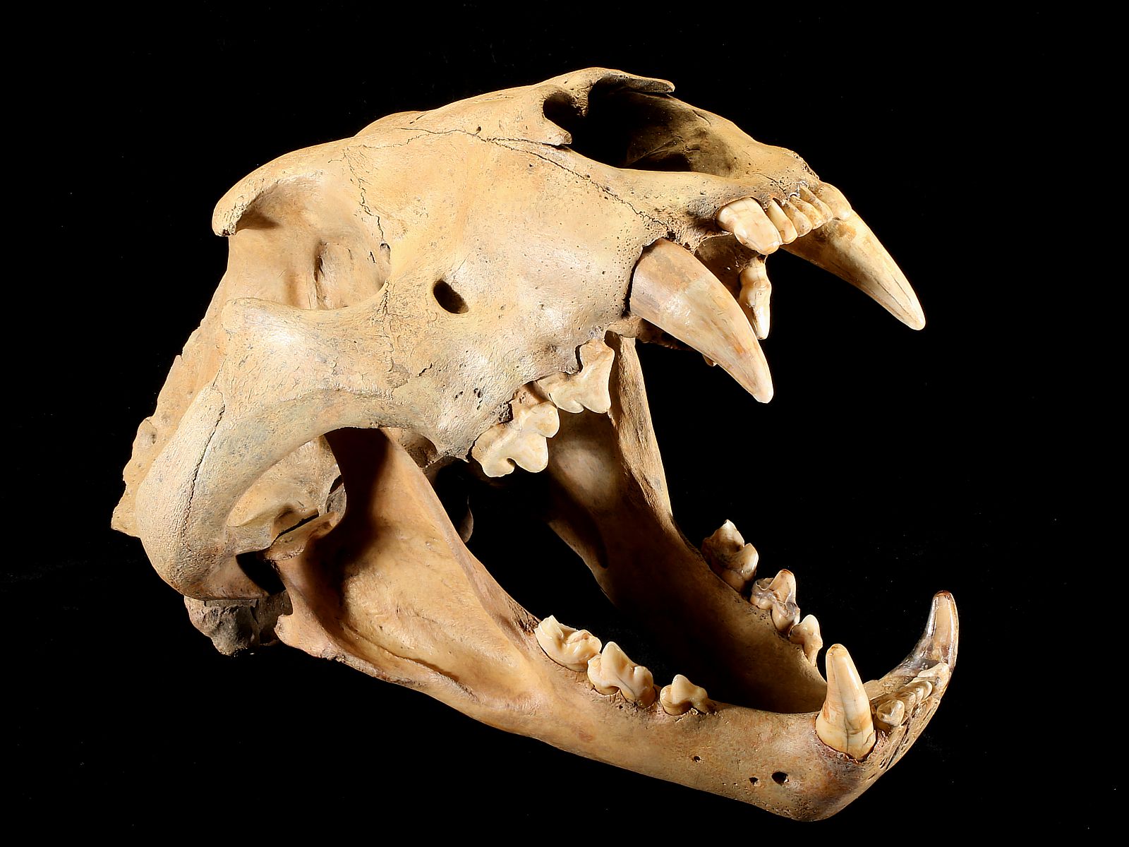 Cave lion skull