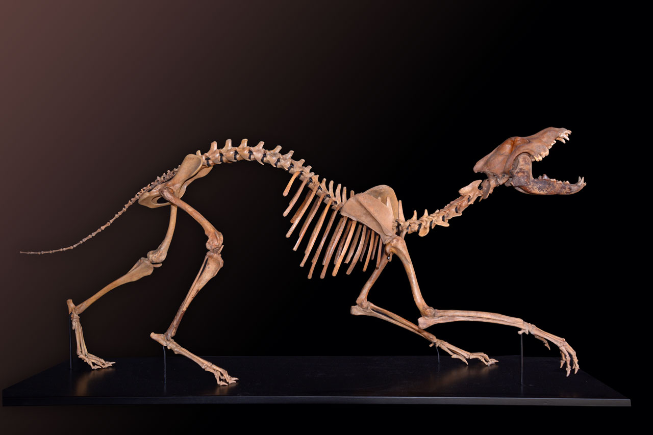 Cave Wolf #1