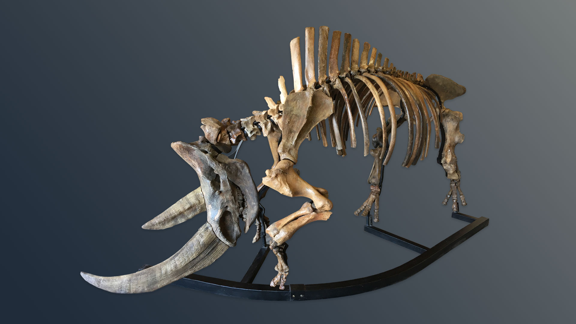 Rhinoceros #1