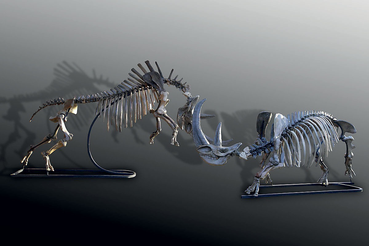 Rhinoceros Pair