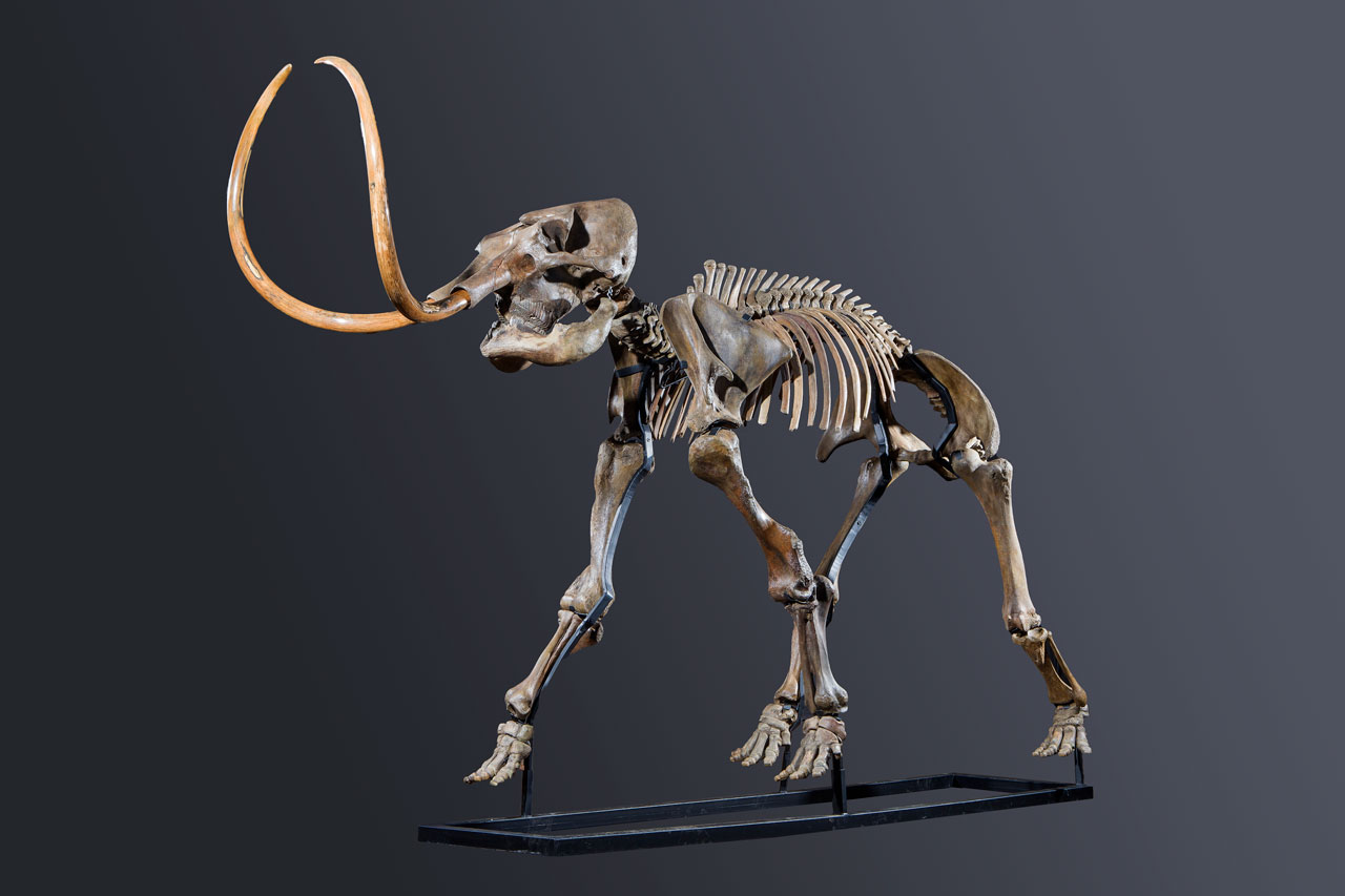 Woolly Mammoth #1