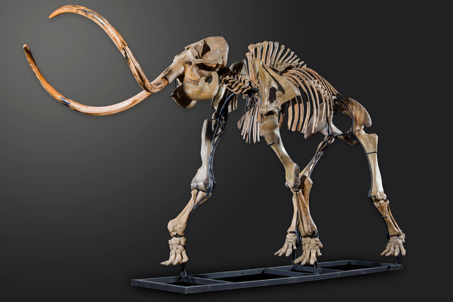 Woolly Mammoth #2