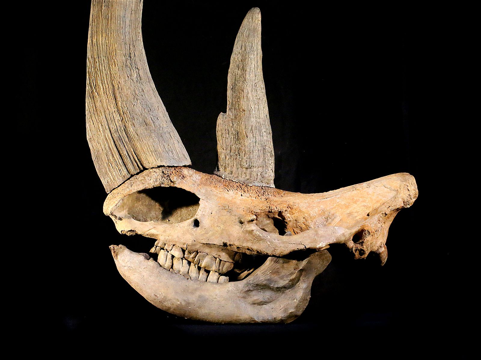 Woolly rhinoceros skull